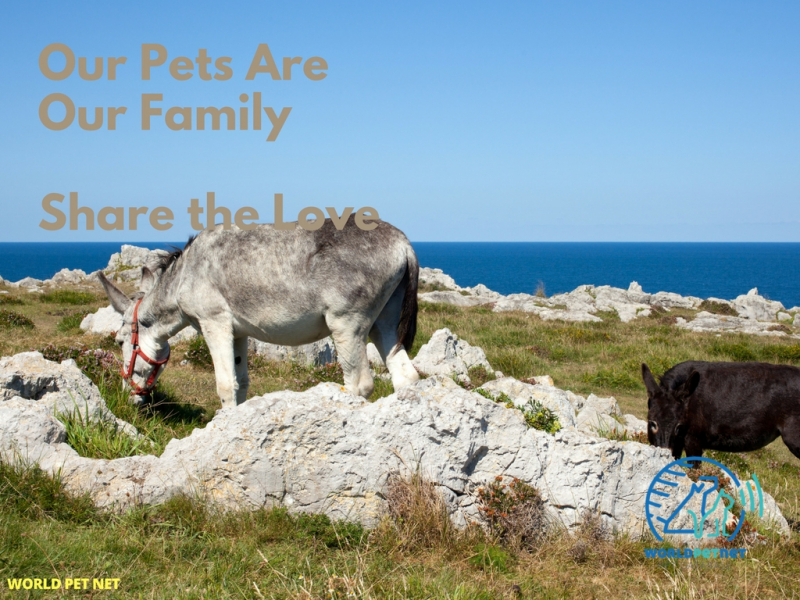 Registre d'élevages et de reproducteurs